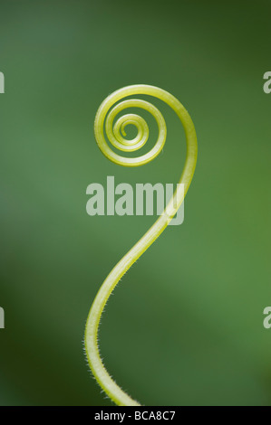 Cucumber plant tendril pattern Stock Photo