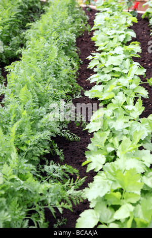 vegetable plot laid out as White House vegetable garden Bloom 2009 Stock Photo