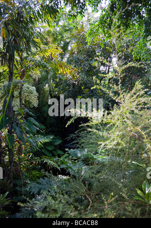 tropical plants in the Bloedel Floral Conservatory, Queen Elizabeth Park, Vancouver, British Columbia, Canada Stock Photo