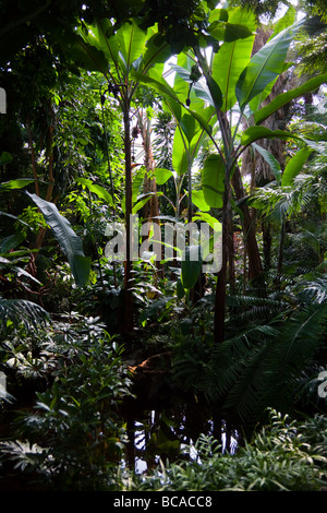 tropical plants in the Bloedel Floral Conservatory, Queen Elizabeth Park, Vancouver, British Columbia, Canada Stock Photo