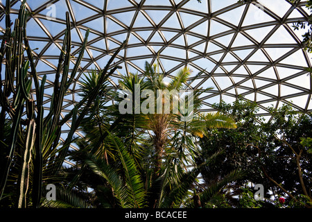 plants in the Bloedel Floral Conservatory, Queen Elizabeth Park, Vancouver, British Columbia, Canada Stock Photo