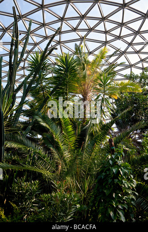 tropical plants in the Bloedel Floral Conservatory, Queen Elizabeth Park, Vancouver, British Columbia, Canada Stock Photo