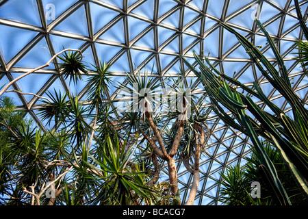 cacti plants in the Bloedel Floral Conservatory, Queen Elizabeth Park, Vancouver, British Columbia, Canada Stock Photo