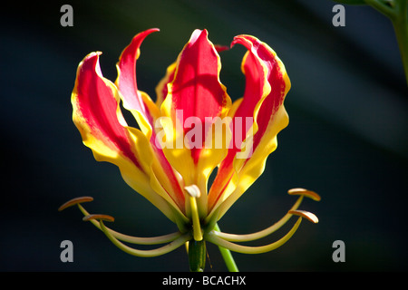 gloriosa lily in the Bloedel Floral Conservatory, Queen Elizabeth Park, Vancouver, British Columbia, Canada Stock Photo