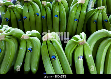 Fairtrade bananas Dominican Republic Stock Photo