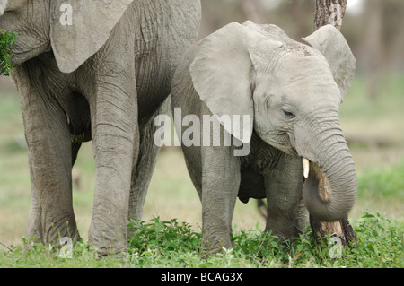 Stock photo of an elephant calf standing by his mother, Ndutu, Tanzania, 2009. Stock Photo