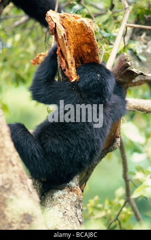 An endangered Mountain Gorilla infant feeding on termites in a tree. Stock Photo