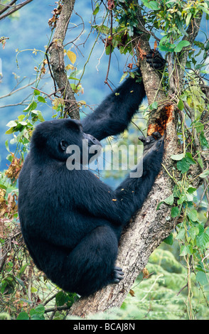 An endangered Mountain Gorilla feeds on Termites in the forest canopy. Stock Photo