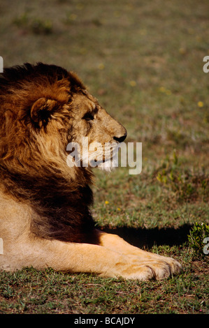 A male LION Panthera Leo can weigh up to 500 pounds is the dominant predator of AFRICA SERENGETI PLAINS TANZANIA Stock Photo