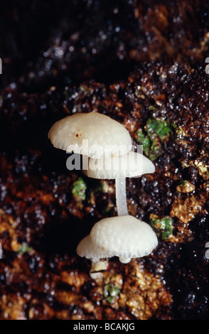 Fungi on a rotting log Stock Photo - Alamy