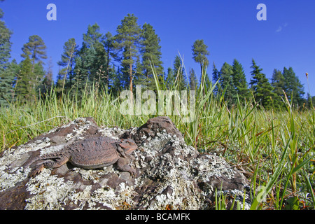 Greater Short-horned Lizard Stock Photo