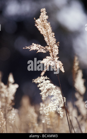 A delicate seeding Reed Rush, backlit in the afternoon sunlight. Stock Photo