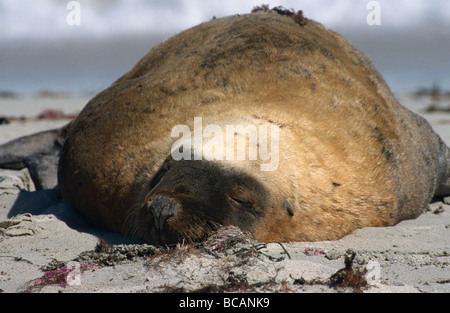 A contented Vulnerable Australian Sea Lion bull sleeping on the beach. Stock Photo