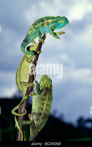 Three camouflaged African Blue-eyed Green Chameleons hunting prey. Stock Photo