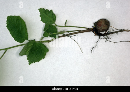Hazelnut shoot with roots and young fresh leaves on white background Stock Photo