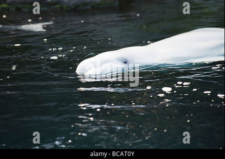 Beluga Whale Vancouver Aquarium Marine Science Centre in Stanley Park Vancouver British Columbia Canada Stock Photo