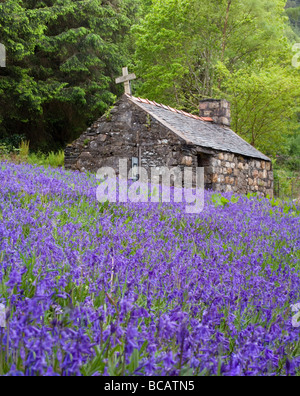 Field of Bluebells in front of St John's Church, Ballachulish, Scotland Stock Photo