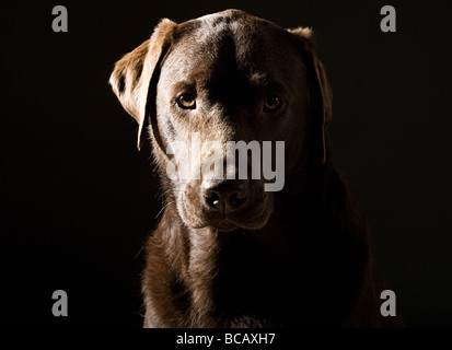 Low Key Shot of a Sad Looking Chocolate Labrador Stock Photo