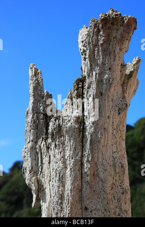 Wooden Groyne in St. Aubin's Jersey Channel Island, United Kingdom Stock Photo