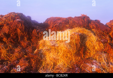 Manure on a farm in Leicestershire The livestock industry is a driver of climate change as it is both C02 and methane heavy Stock Photo