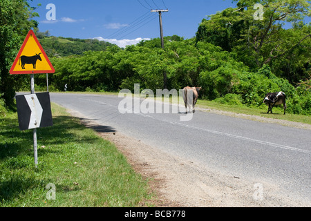 Cattle walk on the road near a roadsign warning of cattleon Queens Road on the Island of Viti Levu in the Fijian Islands Stock Photo