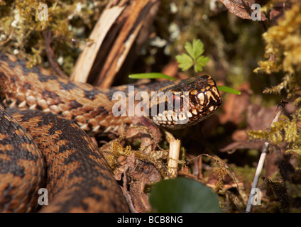 Adder closup whilst basking in the sun Stock Photo