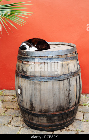 Cat sleeping on wine barrel in Spain Stock Photo