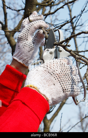 Man with garden scissors while out pruning Stock Photo
