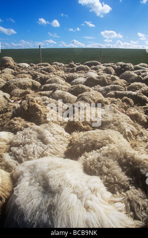 Foot And Mouth Disease Sheep Are Culled In Yorkshire During The 2001 foot-and-mouth-disease-sheep-are-culled-in-yorkshire-during-the-2001