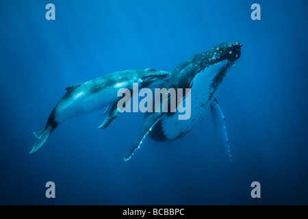 Humpback whales Stock Photo