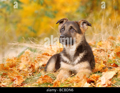 Little German Shephard dog puppy in autumn scenery Stock Photo