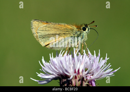 Small Skipper Butterfly Thymelicus sylvestris on Creeping Thistle Cirsium arvense in detailed side profile canon 100 mm Macro Stock Photo