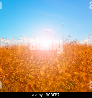 Grass seed heads with blue sky and sun. Stock Photo