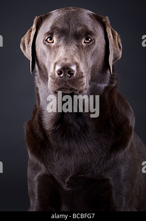 Shot of a Proud Chocolate Labrador against Dark Background Stock Photo