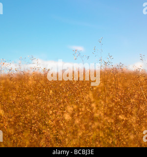 Grass seed heads with blue sky. Stock Photo