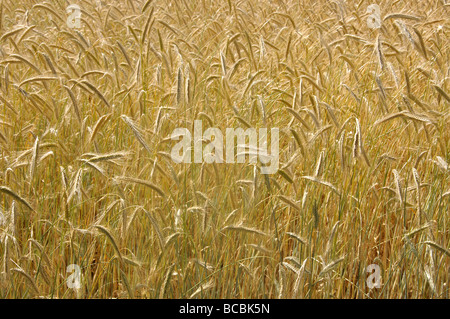 Field of barley, Send, Surrey, England, United Kingdom Stock Photo