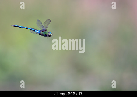 Emperor Dragonfly Anax imperator in flight Stock Photo