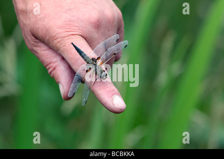 Four-spotted Chaser Libellula quadrimaculata on mans finger Stock Photo