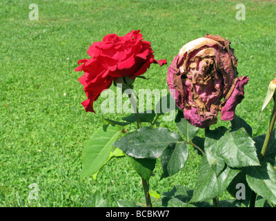 new and dying red rose in garden Stock Photo