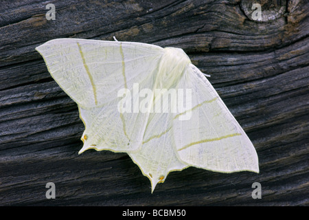 Swallow-tailed Moth Ourapteryx sambucaria Stock Photo