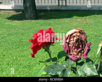 new and dying red rose in garden Stock Photo