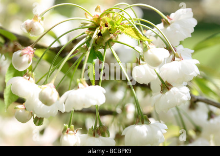 beautiful double gean blossom with its characteristic white drooping clusters fine art photography JABP471 Stock Photo