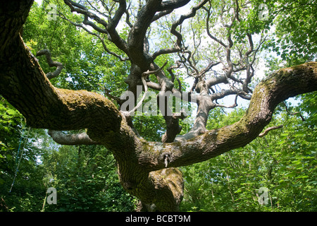 Ancient English Oak tree branches and canopy