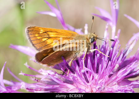 Large Skipper (Ochlodes sylvanus) butterfly on Knapweed flower Stock Photo