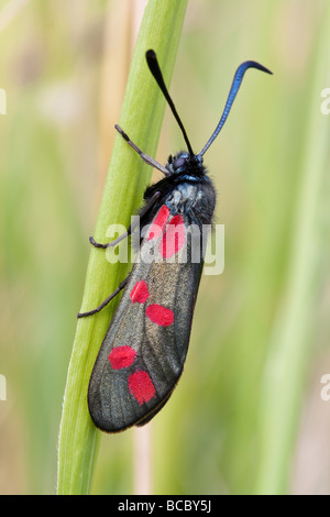 Six-spot Burnet Moth on a grass stem Stock Photo