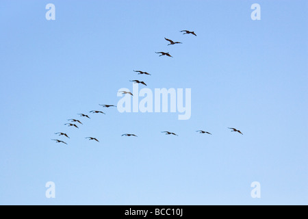 Sandhill Cranes Flying in V Formation, Bosque del Apache National Wildlife Reserve, New Mexico, USA Stock Photo
