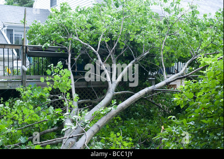 Evidence of storm damage / a fallen tree in residential backyard Stock ...