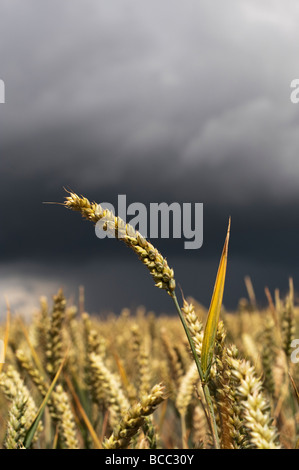 Wheat field against a stormy sky in the english countryside