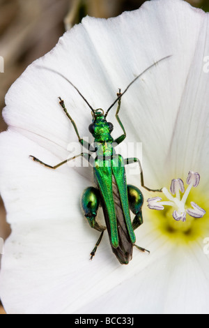 Shiny green flower beetle (Oedemera nobilis) Stock Photo