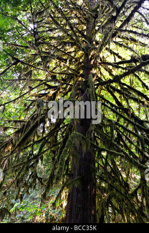 Trees with moos in old groth forest in Cathedral Grove McMillan Provincial Park on Vancouver Island Canada North America Stock Photo